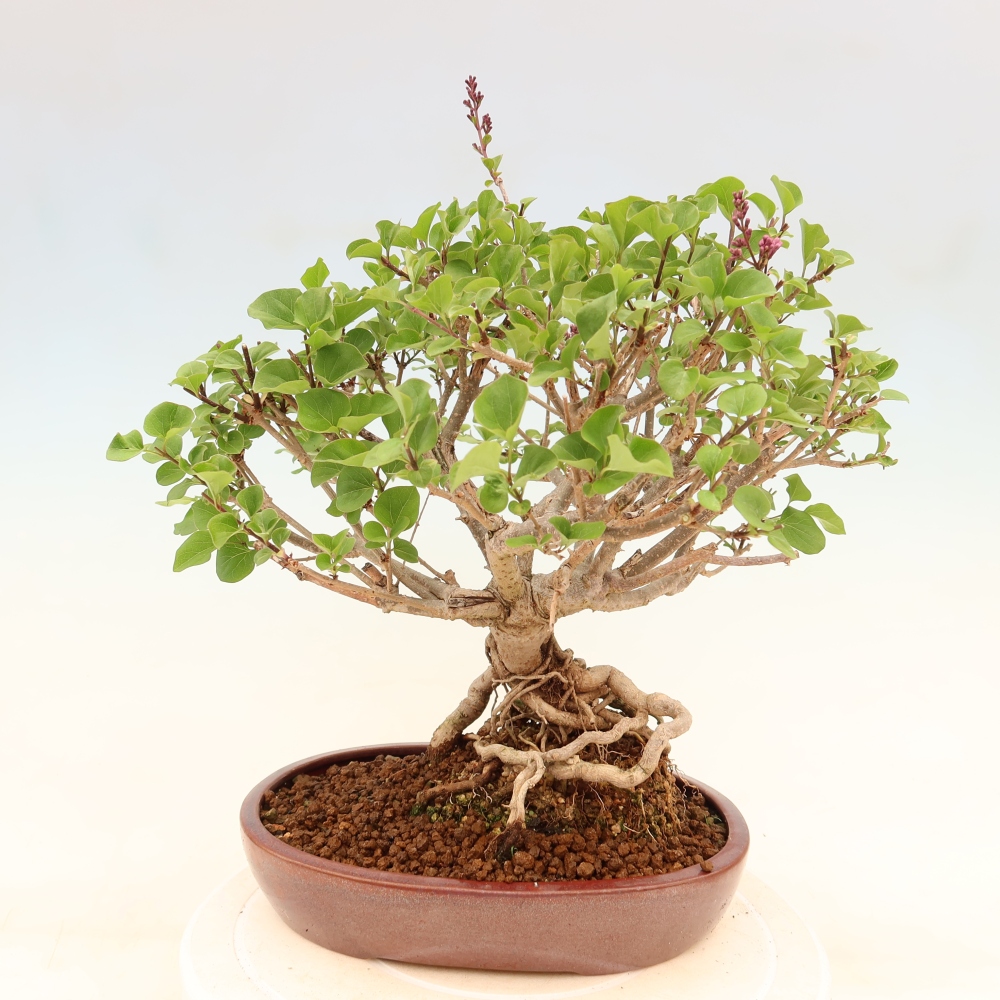 Venkovní  bonsai -  Syringa microphylla - malokvětý šeřík