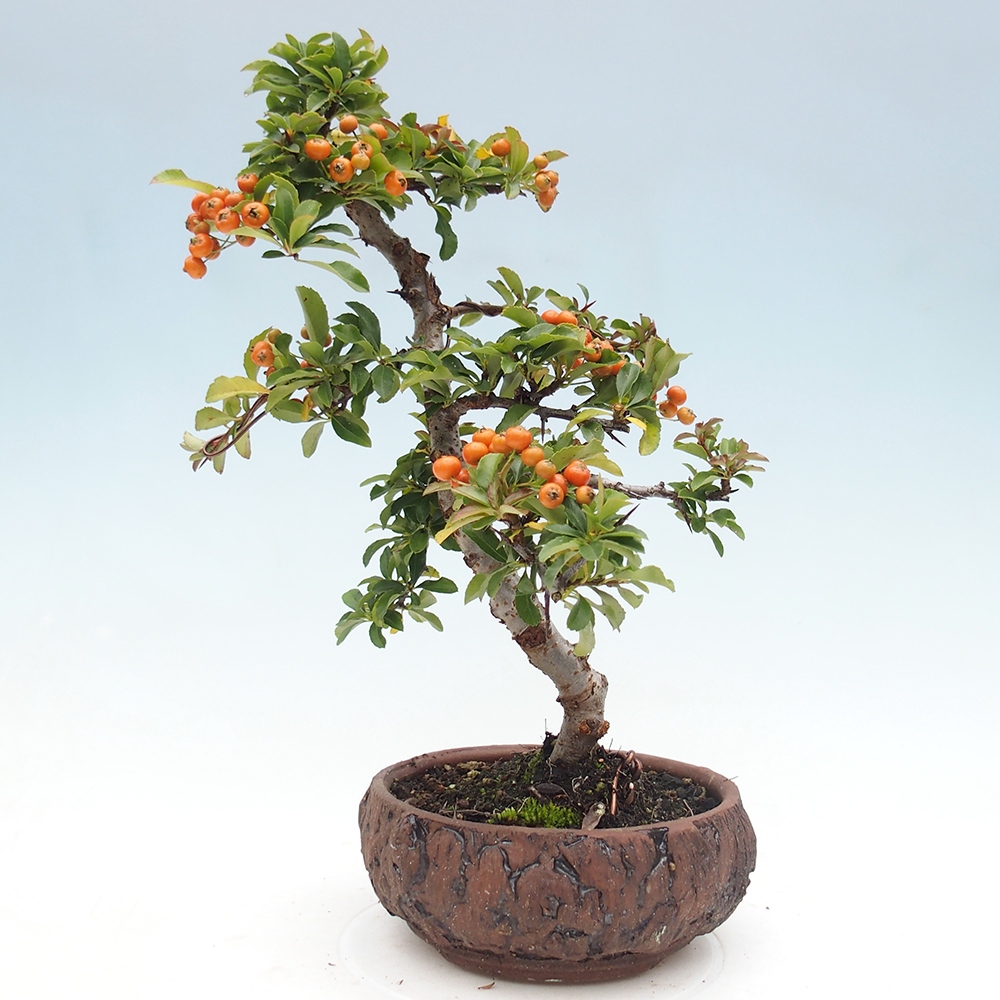 Venkovní bonsai-Pyracanta Teton -Hlohyně