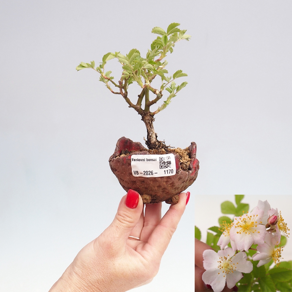 Venkovní bonsai - Rosa sp. - malokvětá růže