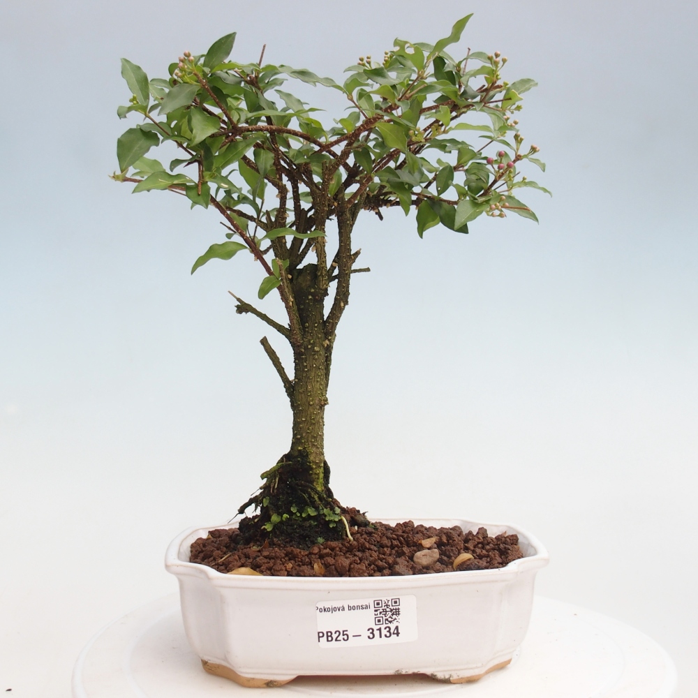 Pokojová bonsai - Malpighia coccigera- Barbdorská třešeň