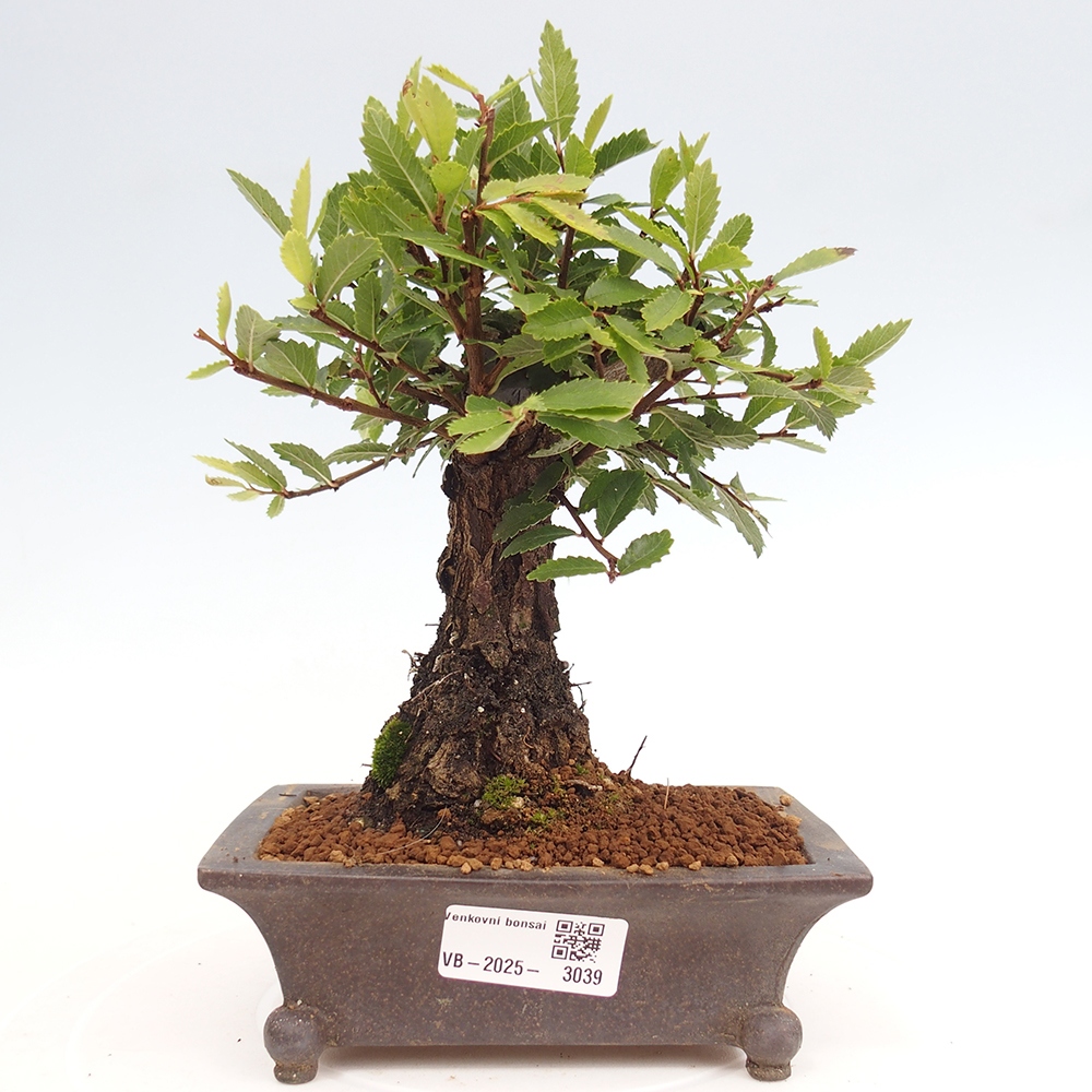 Venkovní bonsai - Zelkova - Zelkova NIRE