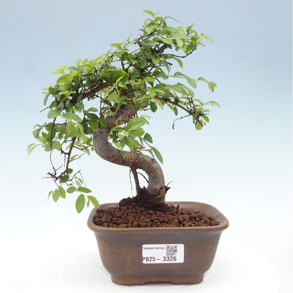 Pokojová bonsai - Ulmus parvifolia - Malolistý jilm