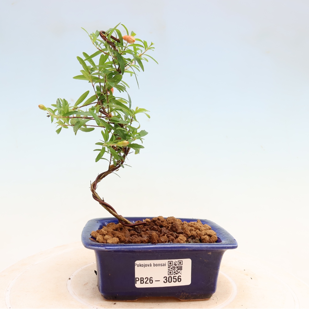 Pokojová bonsai-PUNICA granatum nana-Granátové jablko