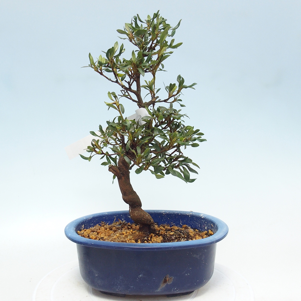 Venkovní bonsai - Japonská azalka - Azalea CHIHIRO