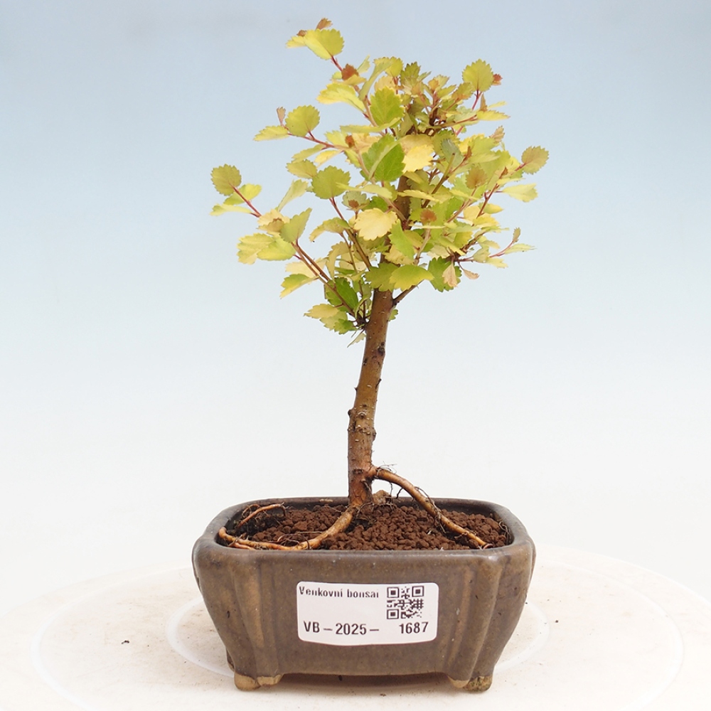 Venkovní bonsai - bříza trpasličí - Betula NANA Treasure