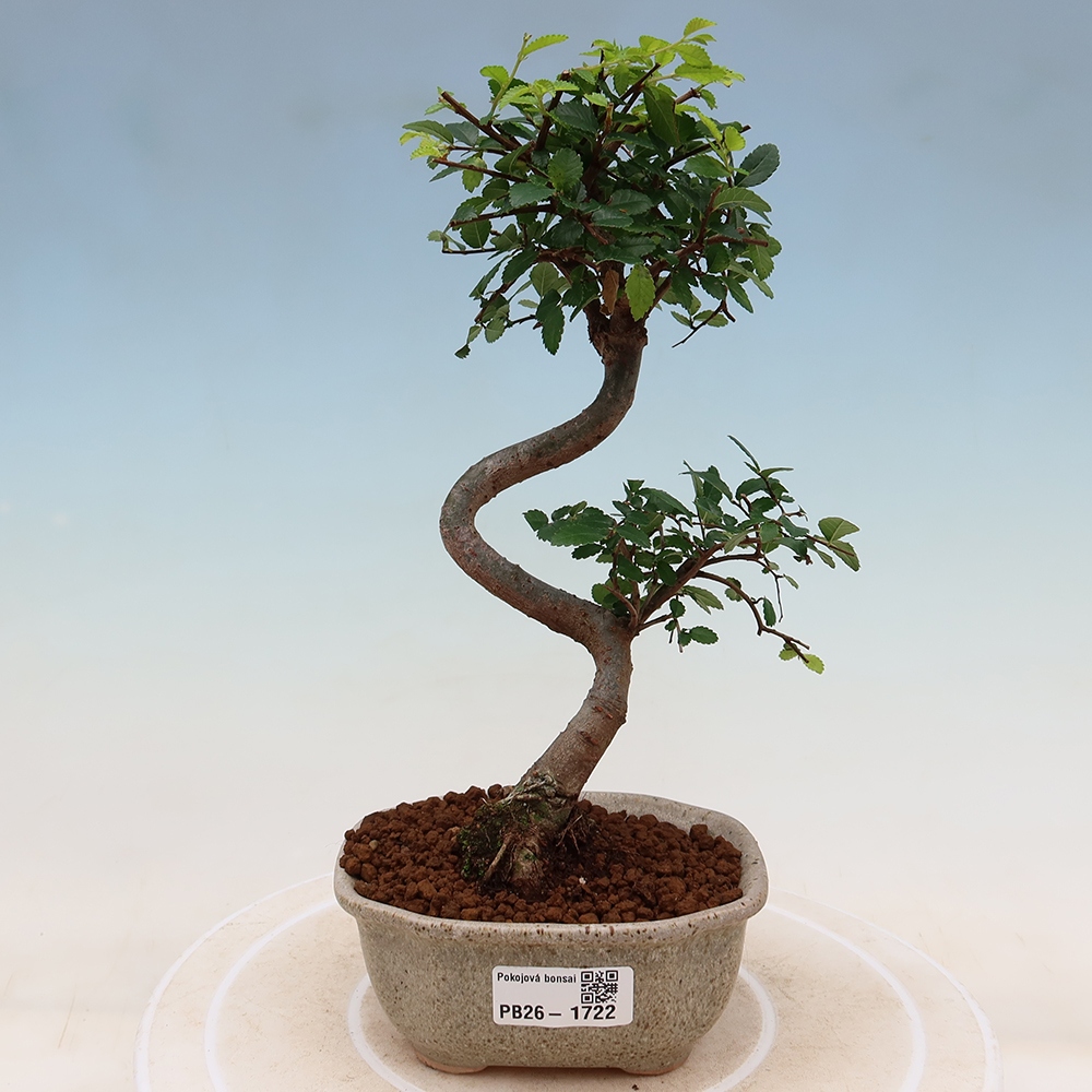Pokojová bonsai - Ulmus parvifolia - Malolistý jilm