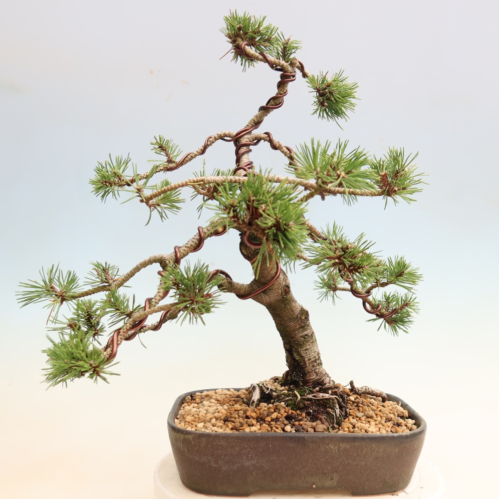 Venkovní bonsai - Pinus mugo Humpy  - Borovice kleč