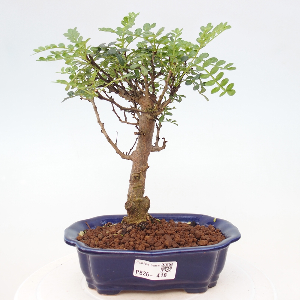 Pokojová bonsai - Zantoxylum piperitum - Pepřovník