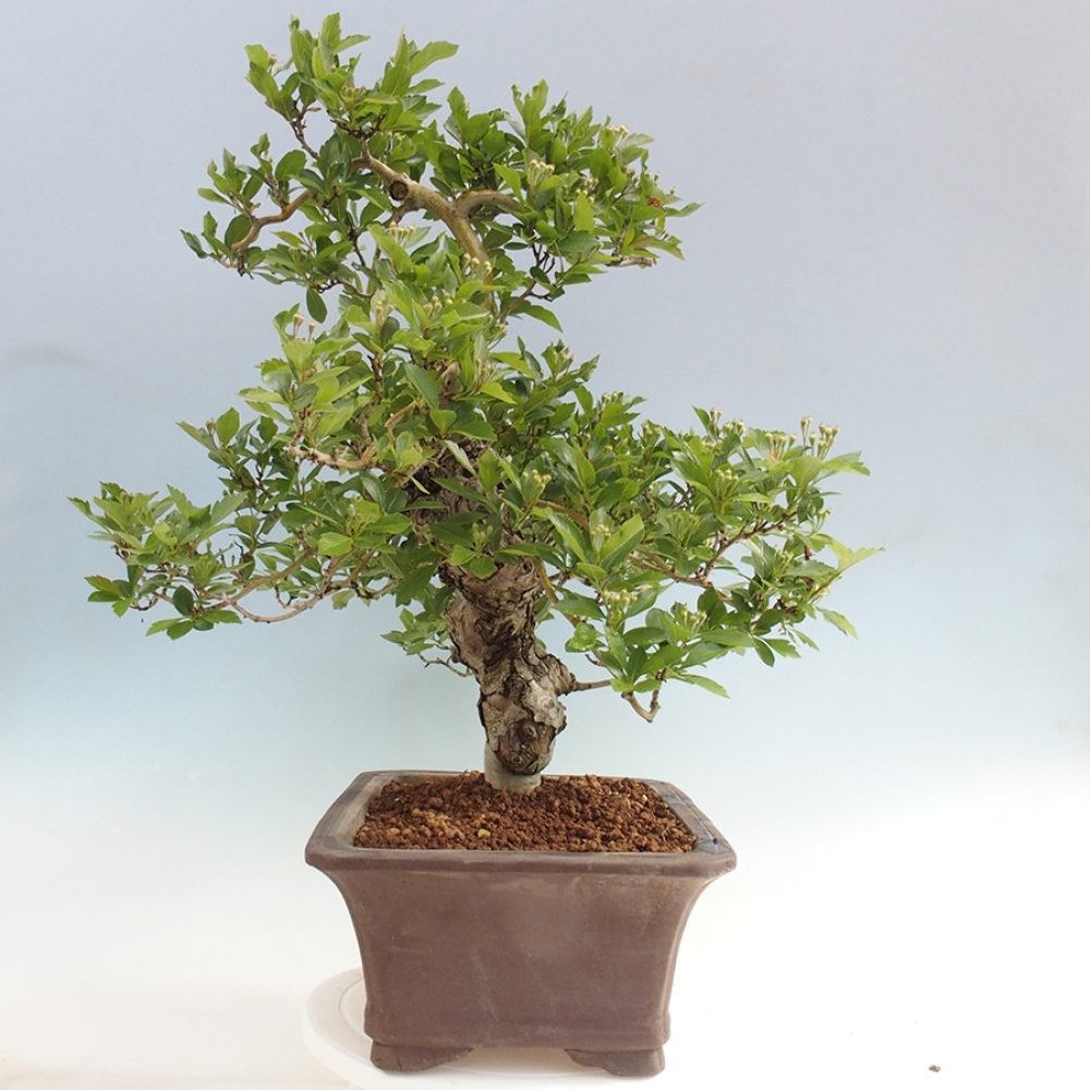 Venkovní bonsai - Hloh klínovitý - Crataegus cuneata