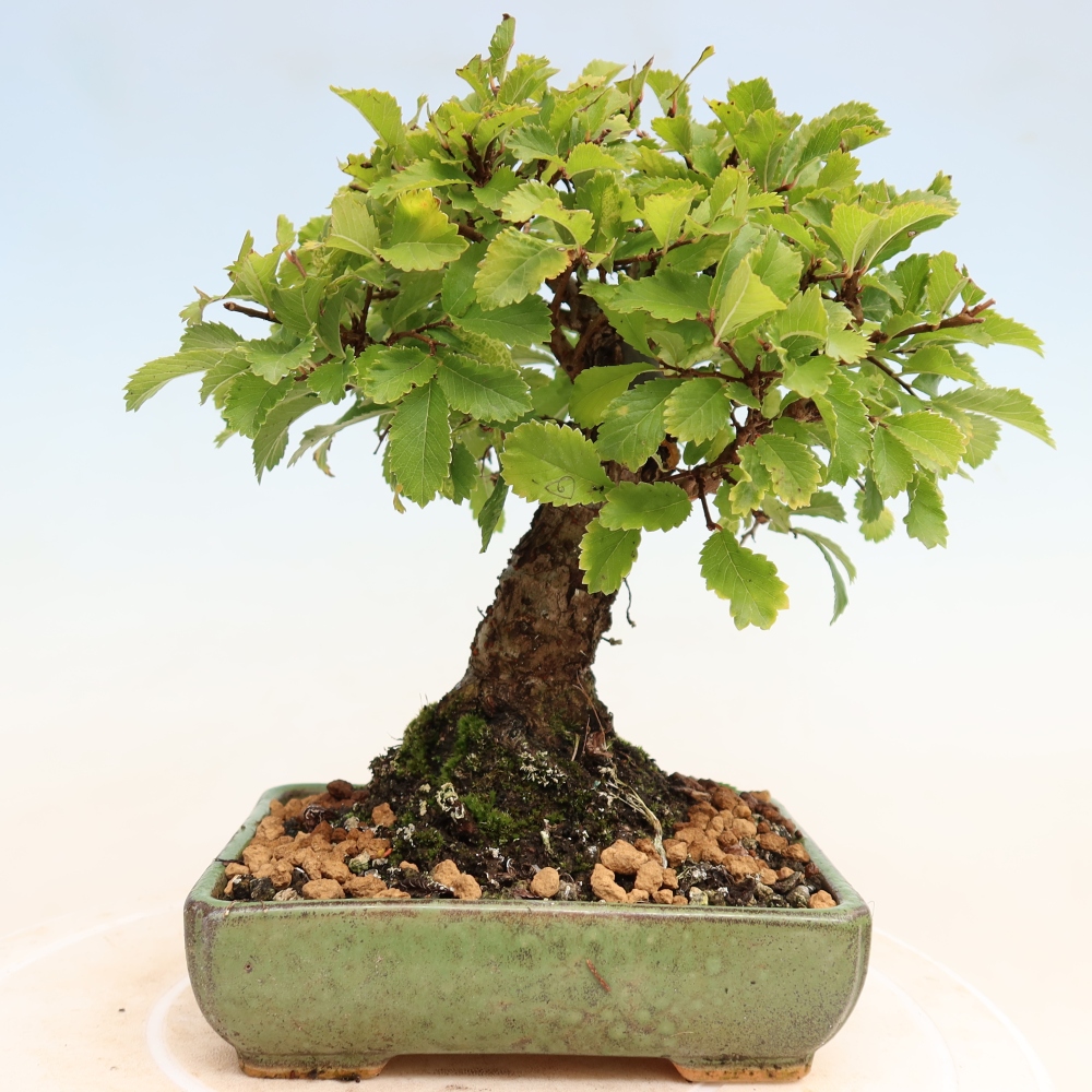 Venkovní bonsai - Zelkova - Zelkova NIRE