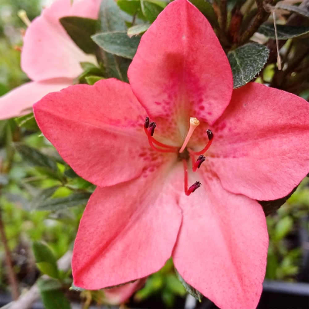 Venkovní bonsai - Japonská azalka - Azalea Akari