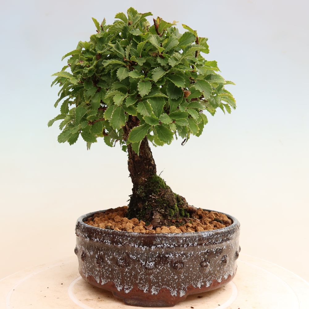 Venkovní bonsai - Zelkova - Zelkova NIRE