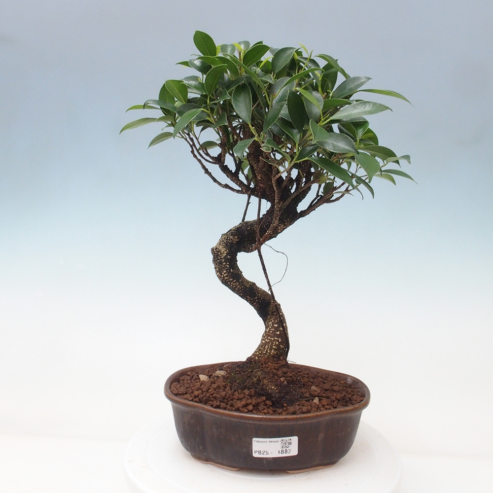Pokojová bonsai - Ficus retusa -  malolistý fíkus
