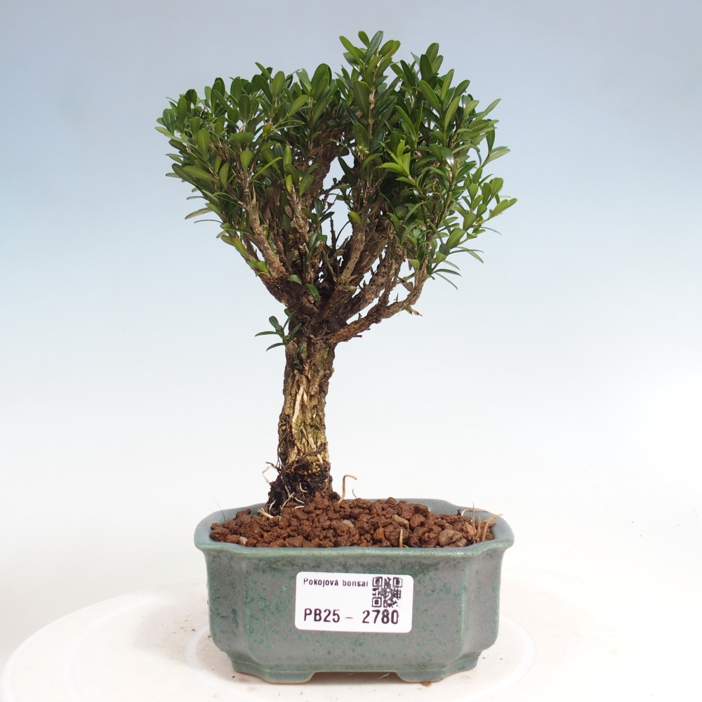 Pokojová bonsai - Buxus harlandii -korkový buxus