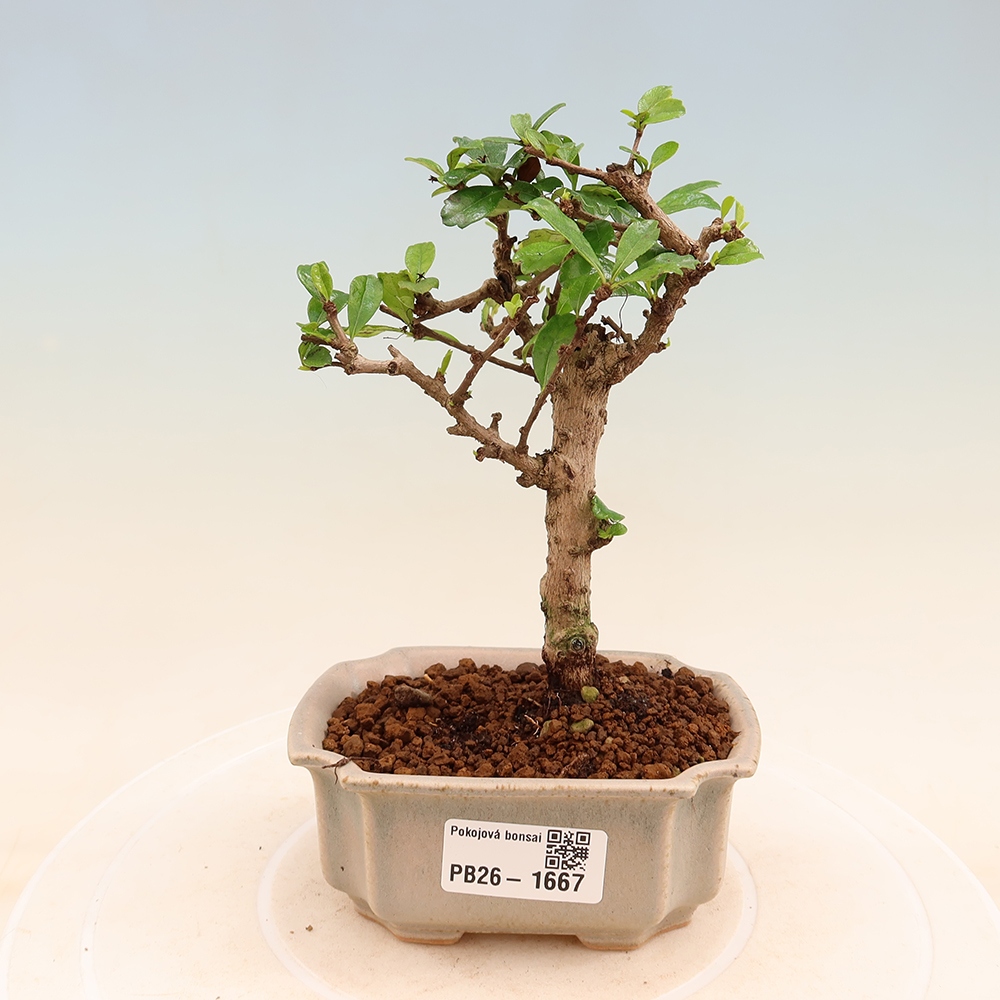 Pokojová bonsai - Carmona macrophylla - Čaj fuki