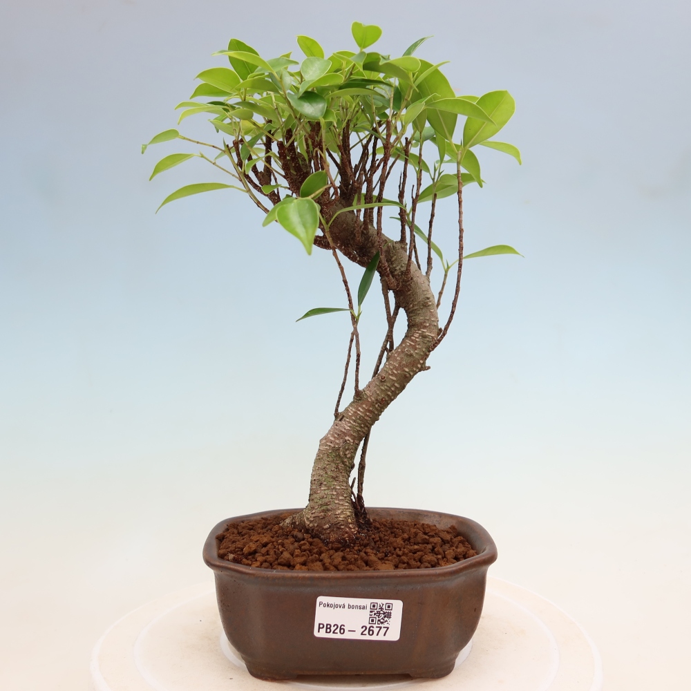 Pokojová bonsai - Ficus kimmen -  malolistý fíkus