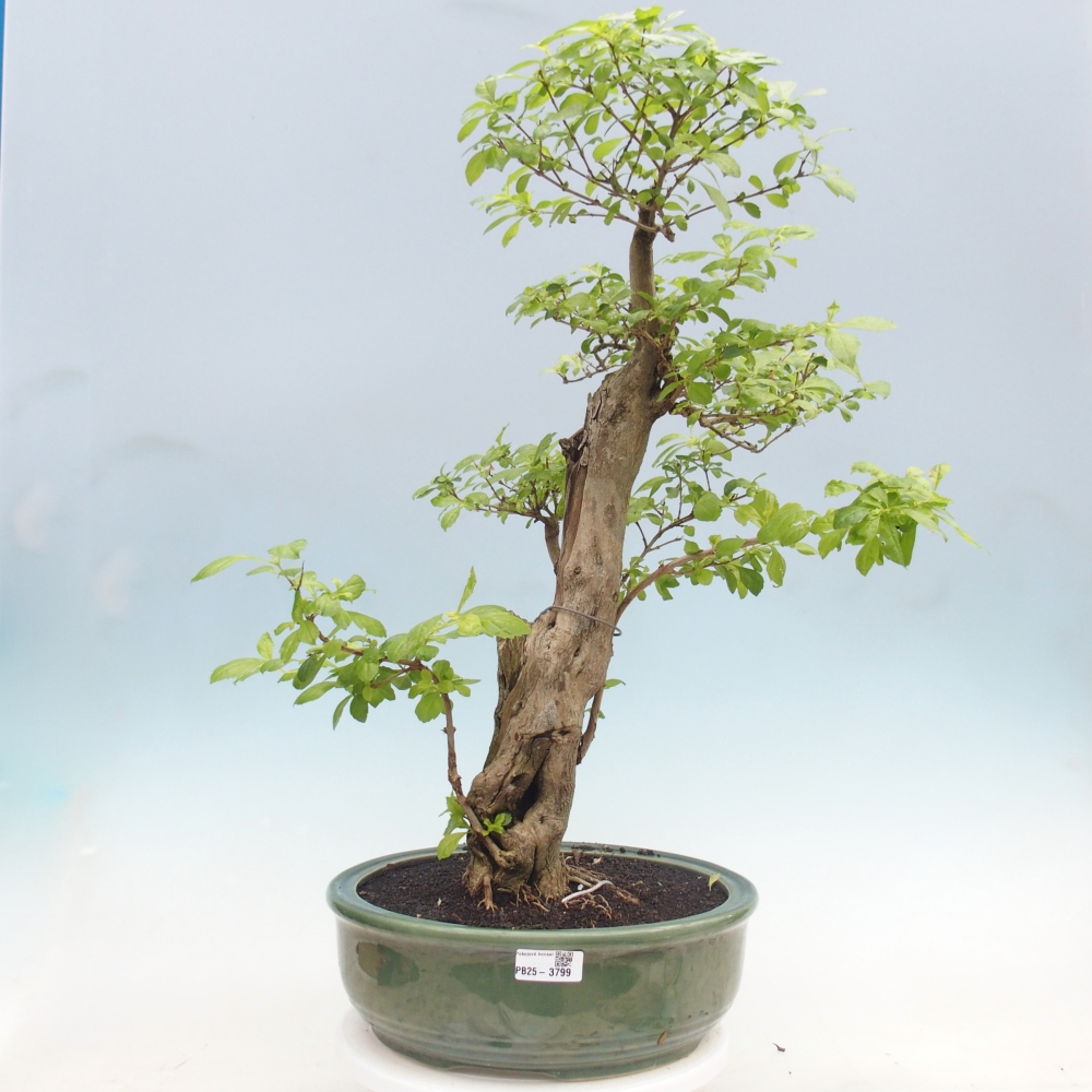 Pokojová bonsai - Duranta erecta Aurea - POUZE OSOBNÍ ODBĚR nebo paletová přeprava