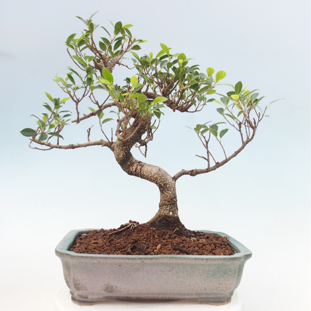 Pokojová bonsai - Ficus kimmen -  malolistý fíkus