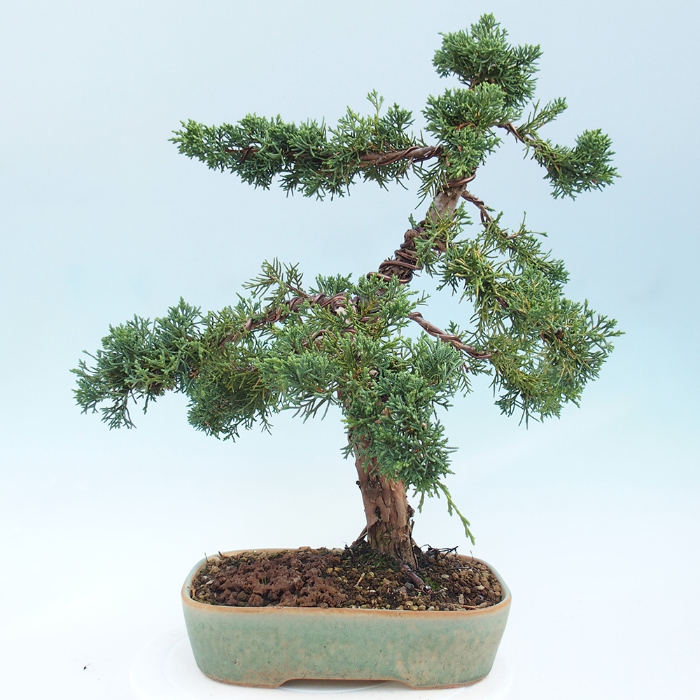 Venkovní bonsai - Juniperus chinensis Kishu -Jalovec čínský