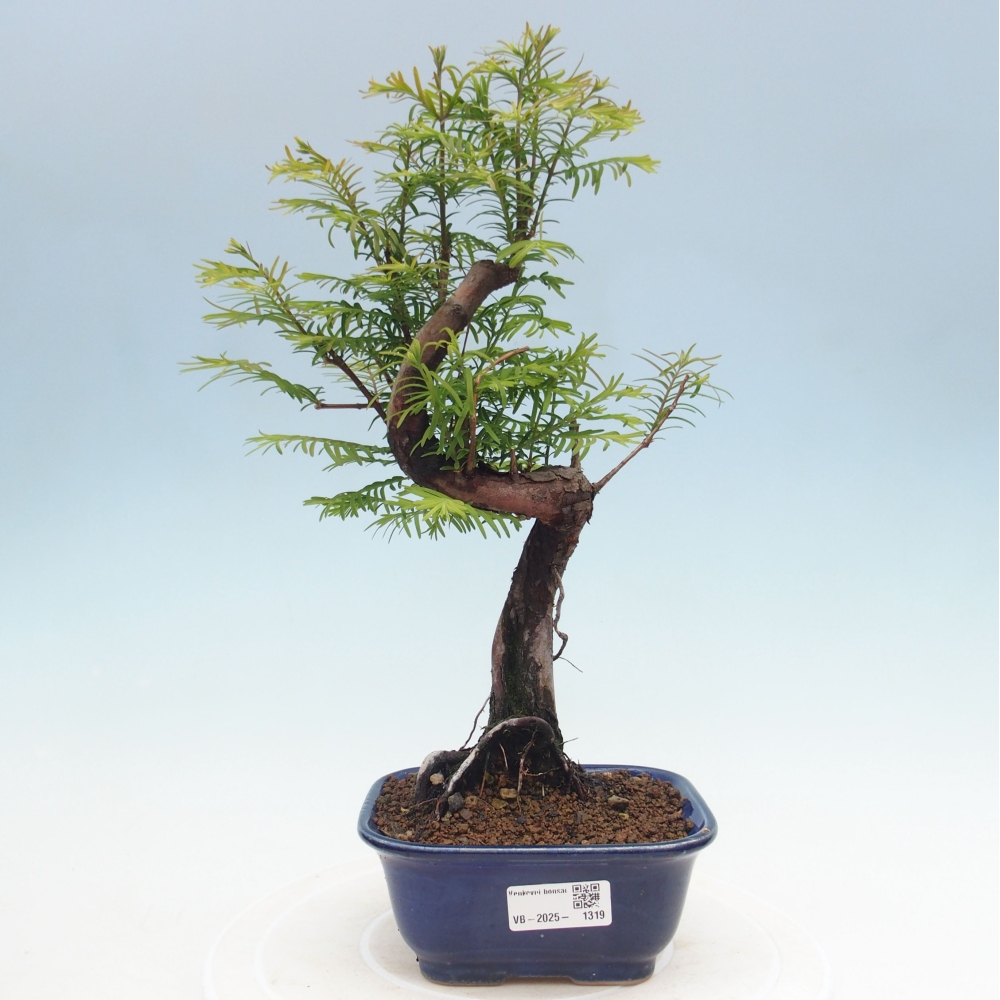 Venkovní bonsai - Metasequoia glyptostroboides - Metasekvoje čínská