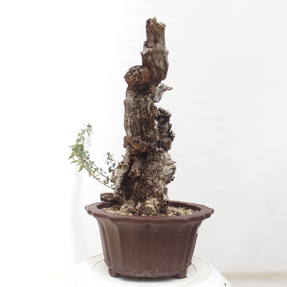 Pokojová bonsai - Olea europaea sylvestris -Oliva evropská drobnolistá
