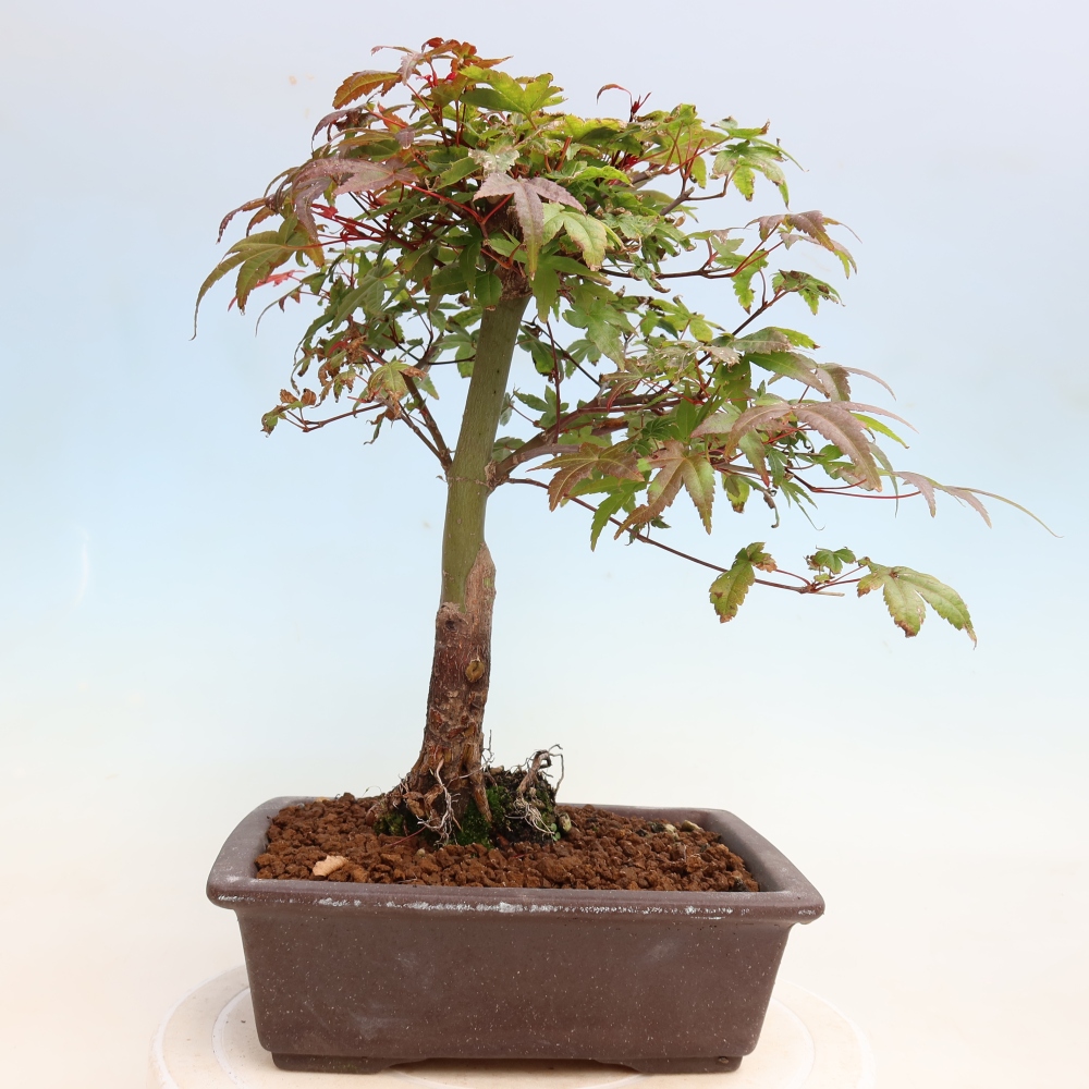 Venkovní bonsai - Javor dlanitolistý - Acer palmatum DESHOJO