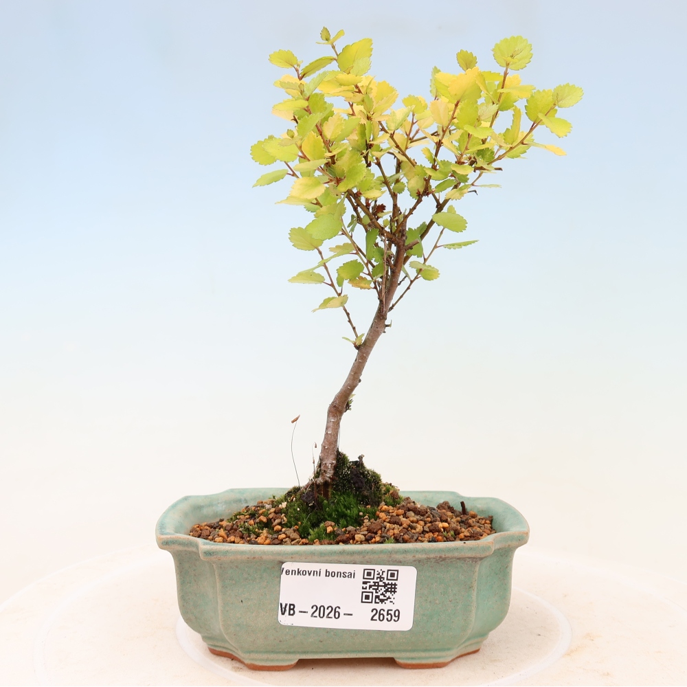 Venkovní bonsai - bříza trpasličí - Betula NANA Golden Treasure