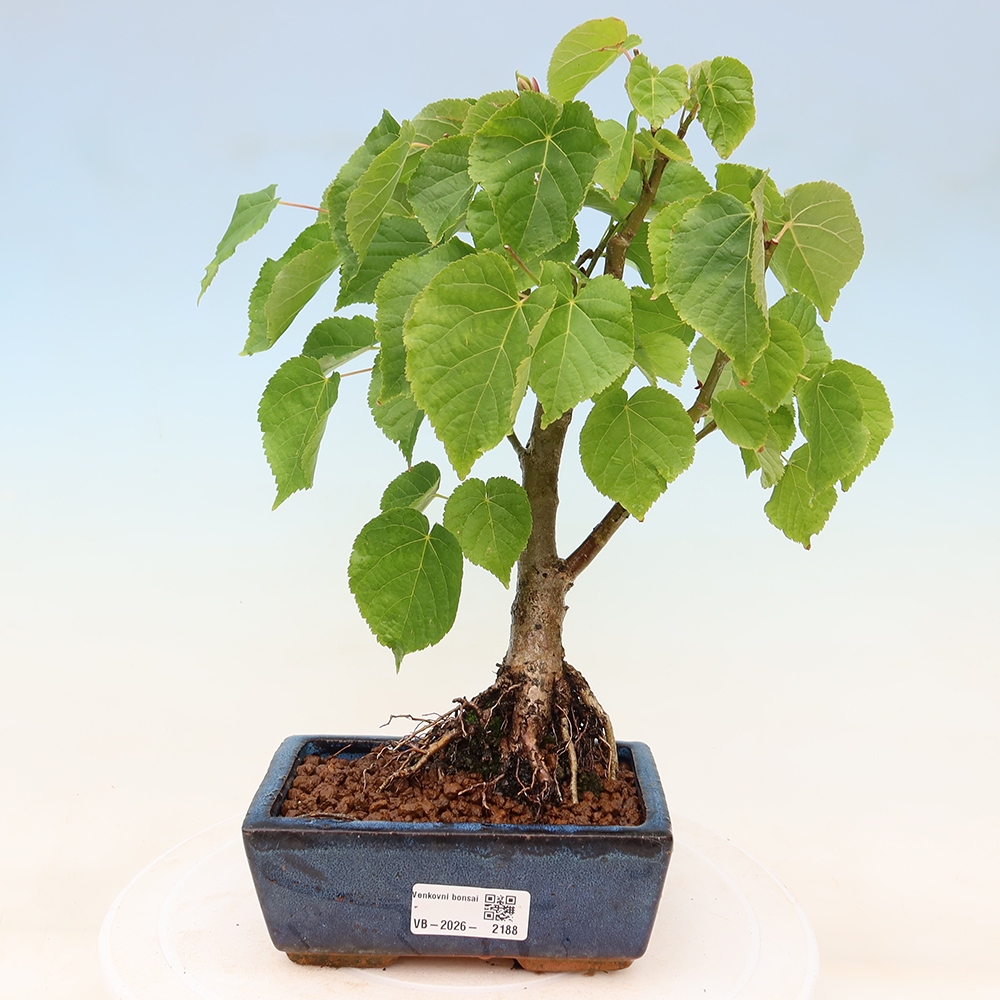 Venkovní bonsai - Lípa srdčitá - Tilia cordata