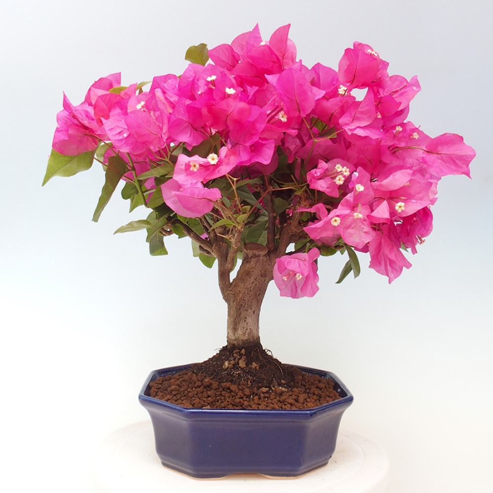 Pokojová bonsai - Bouganwilea