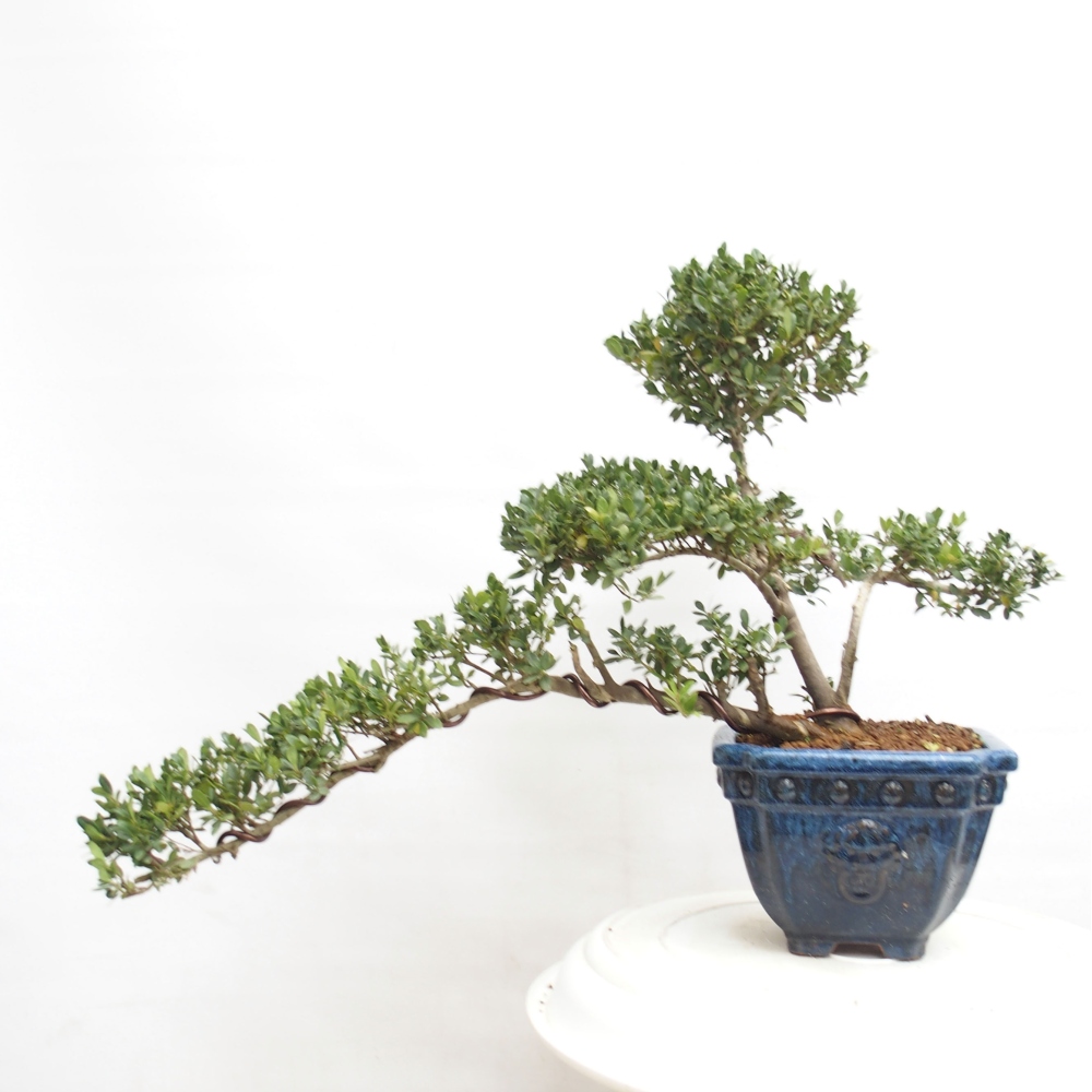 Pokojová bonsai - Ilex crenata - Cesmína