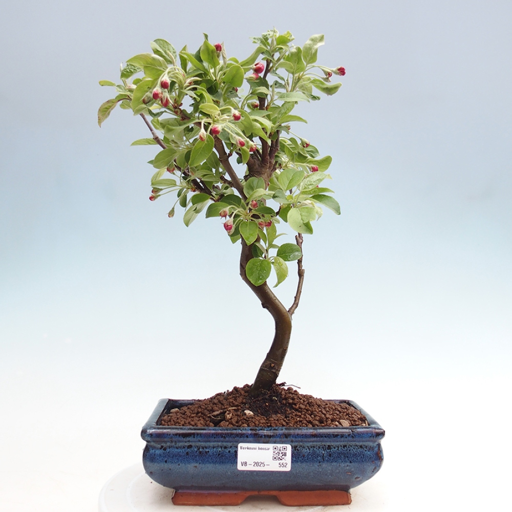 Venkovní bonsai -Malus halliana - Maloplodá jabloň
