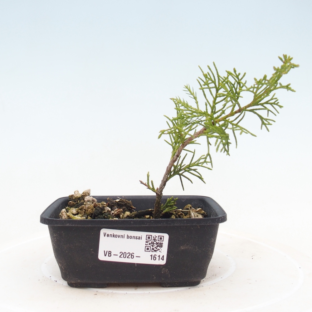 Venkovní bonsai - Juniperus chinensis Itoigawa -Jalovec čínský