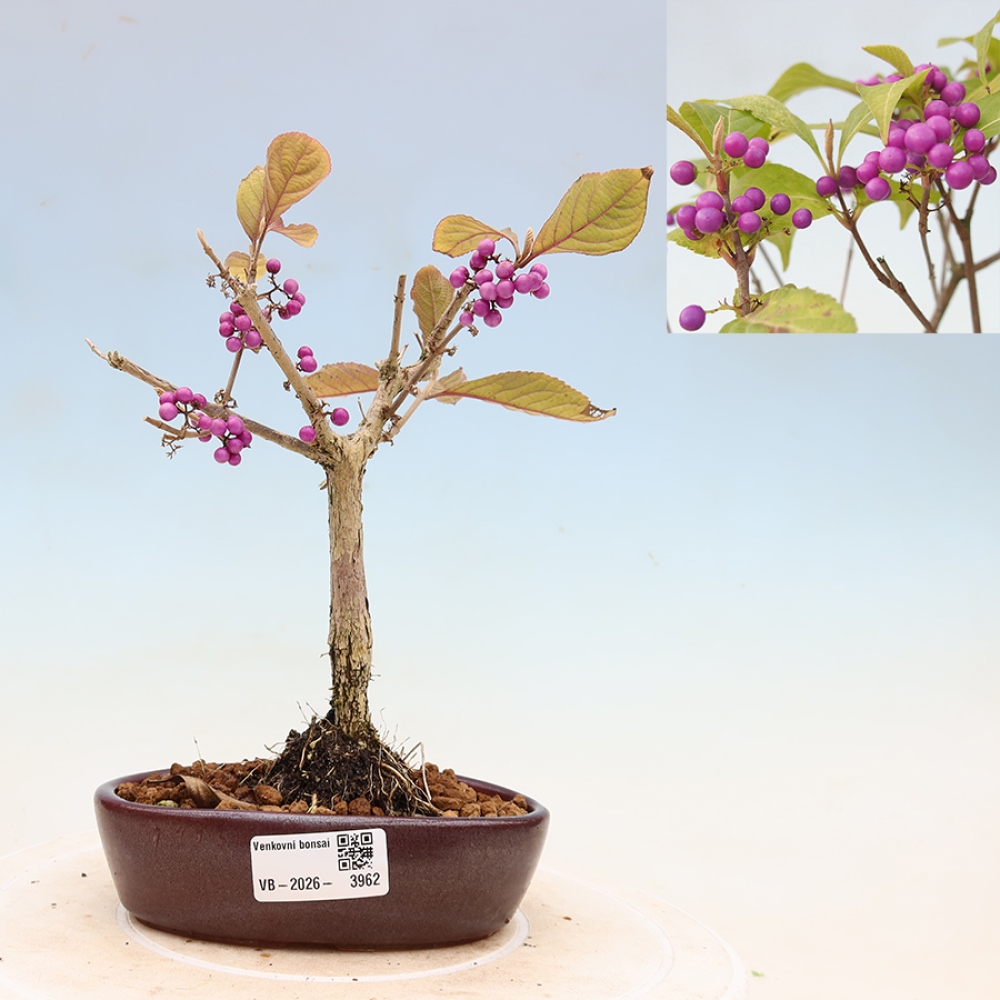 Venkovní bonsai - krásnoplodka - Callicarpa bodinierova profusion