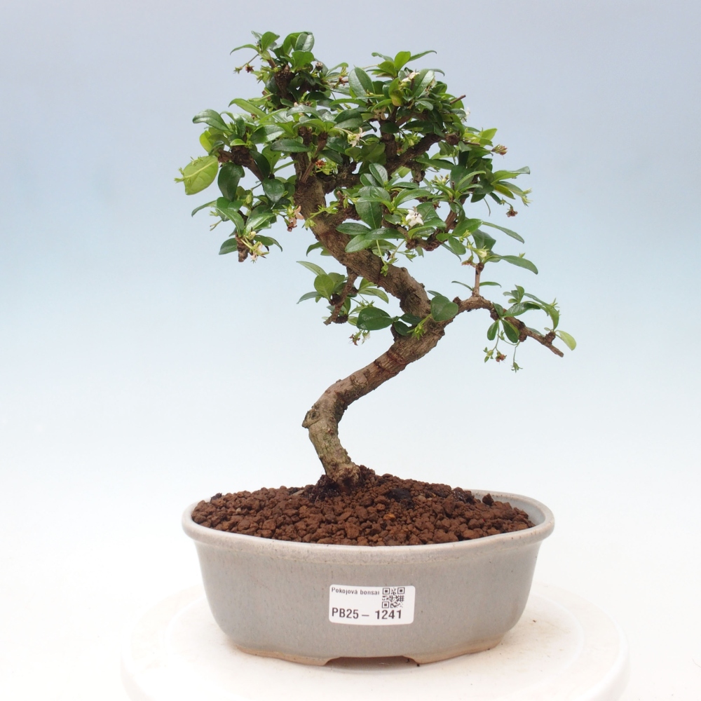 Pokojová bonsai - Carmona macrophylla - Čaj fuki