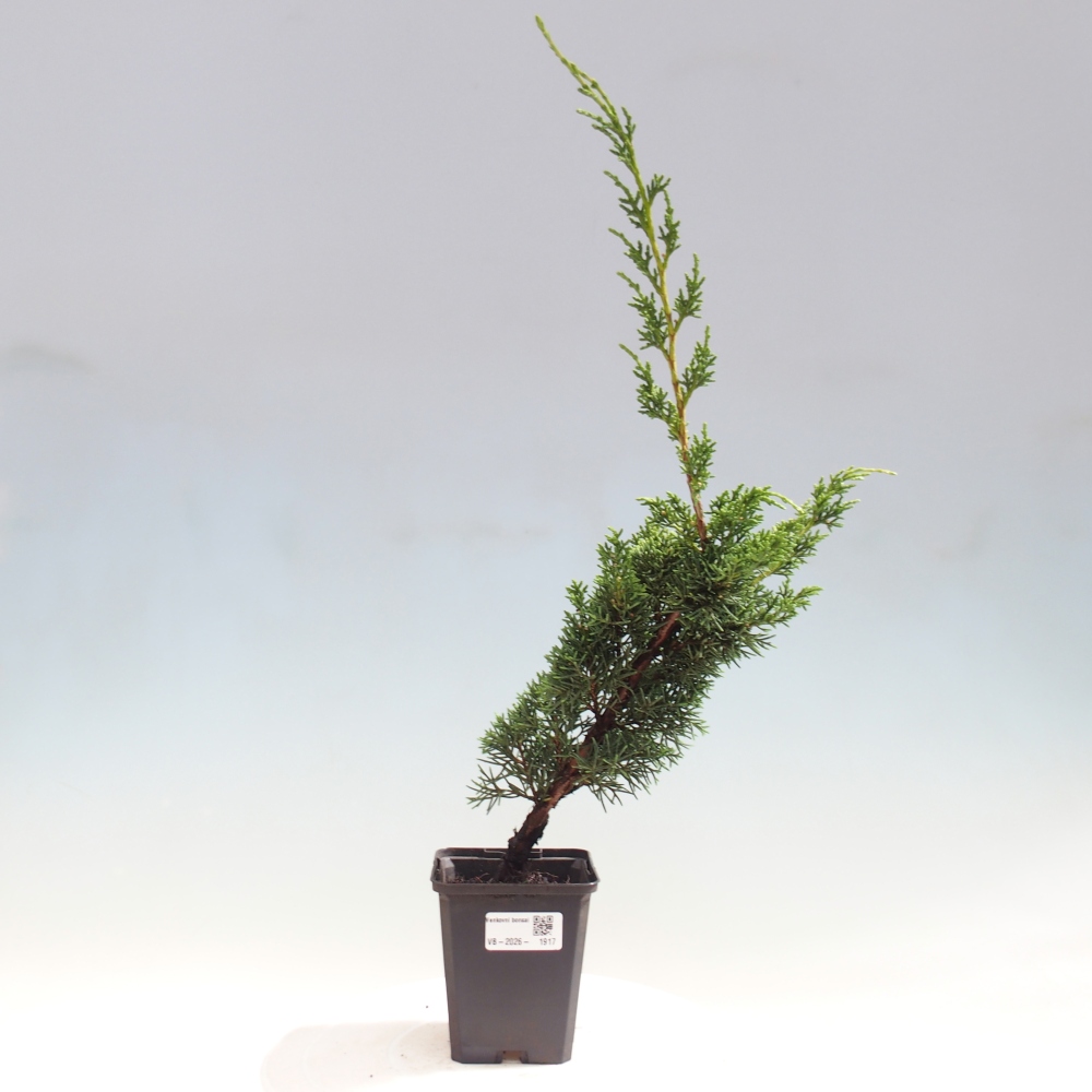 Venkovní bonsai - Juniperus chinensis Kishu -Jalovec čínský