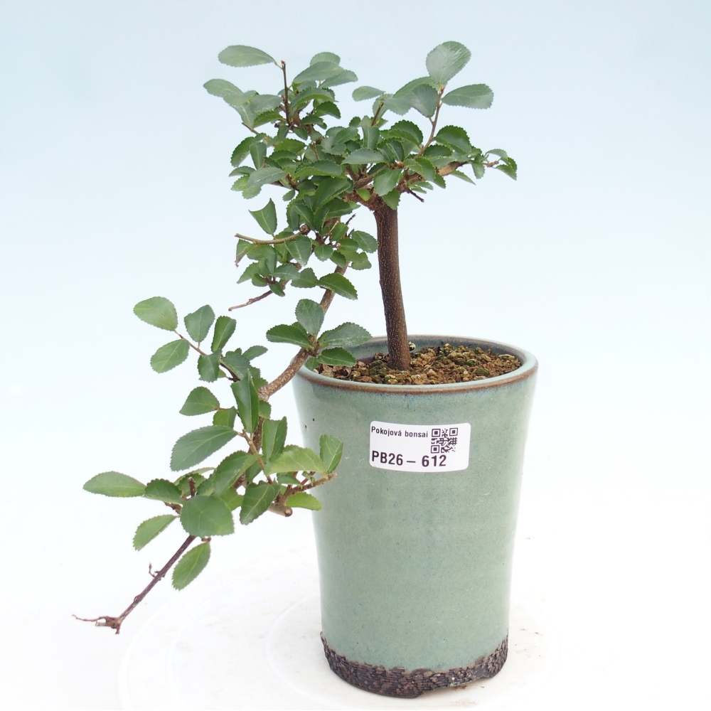 Pokojová bonsai - Grewia occidentalis - Hvězdice levandulová