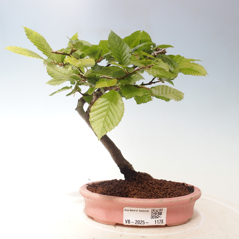Venkovní bonsai - Carpinus Betulus - Habr obecný