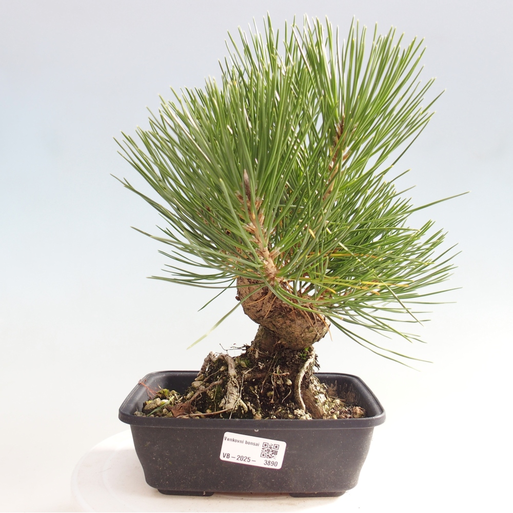 Venkovní bonsai - Pinus thunbergii - Borovice thunbergova
