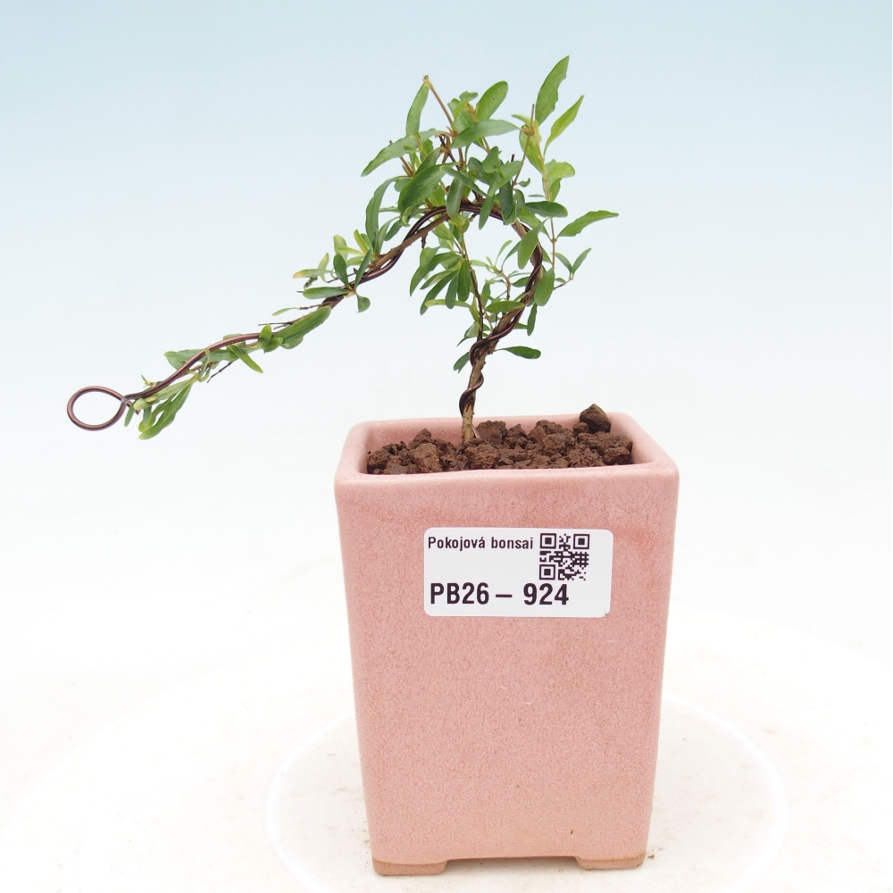 Pokojová bonsai-PUNICA granatum nana-Granátové jablko