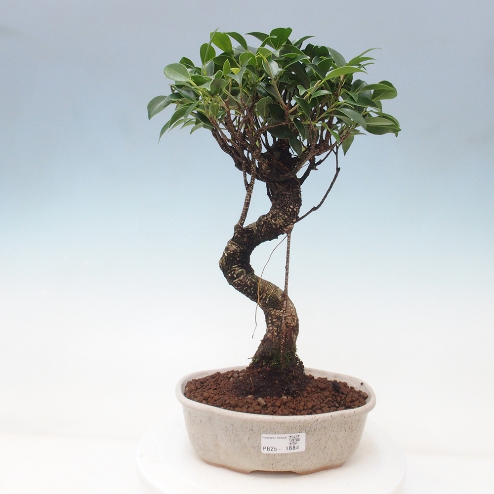 Pokojová bonsai - Ficus retusa -  malolistý fíkus