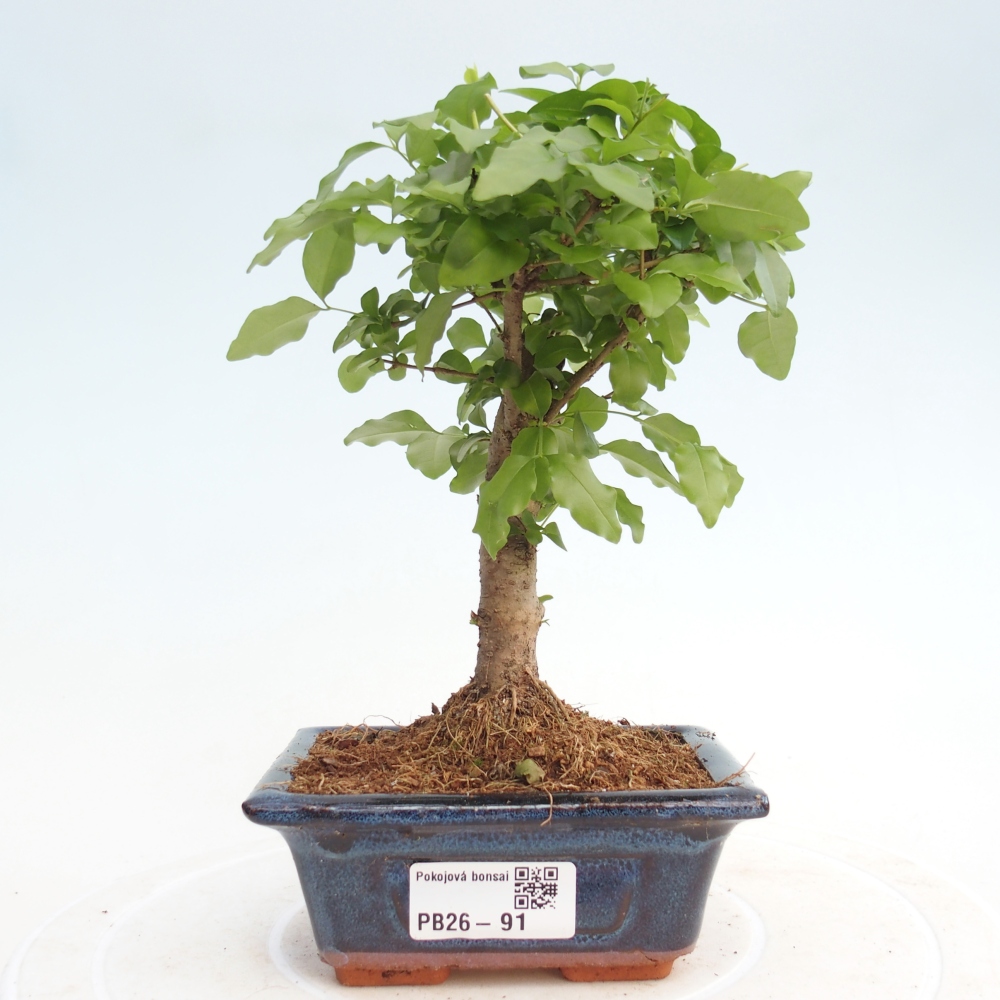 Pokojová bonsai -Ligustrum chinensis - Ptačí zob