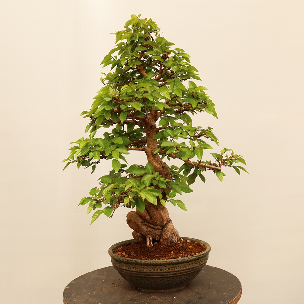 Venkovní bonsai -Carpinus Coreana - Habr korejský