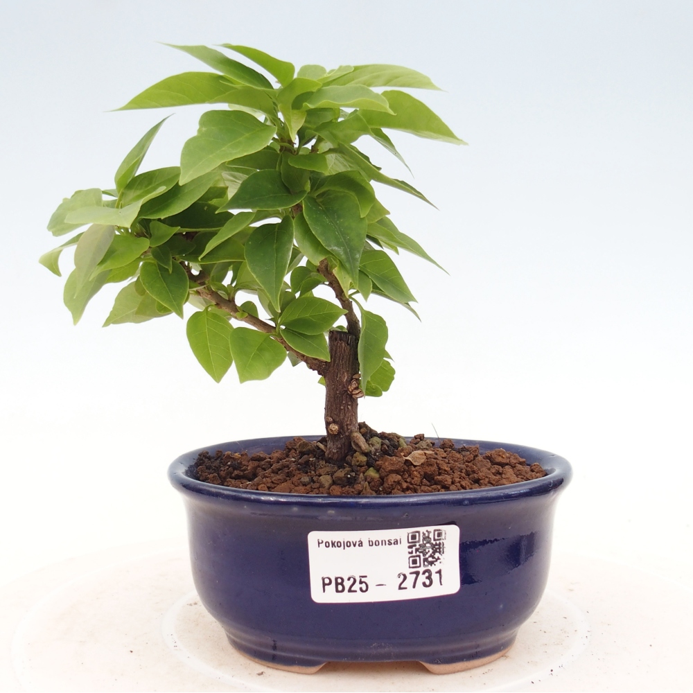 Pokojová bonsai - Bouganwilea