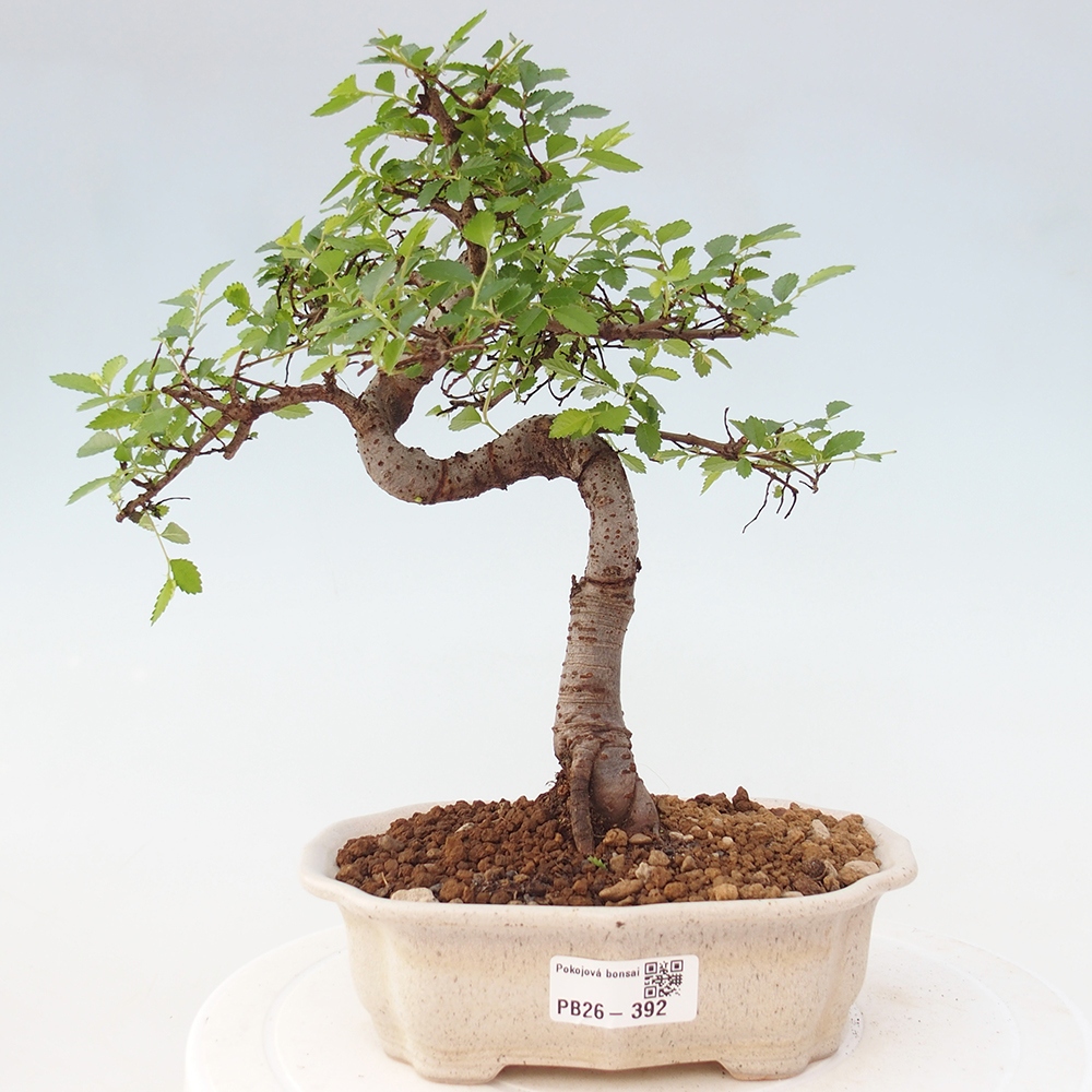 Pokojová bonsai - Ulmus parvifolia - Malolistý jilm