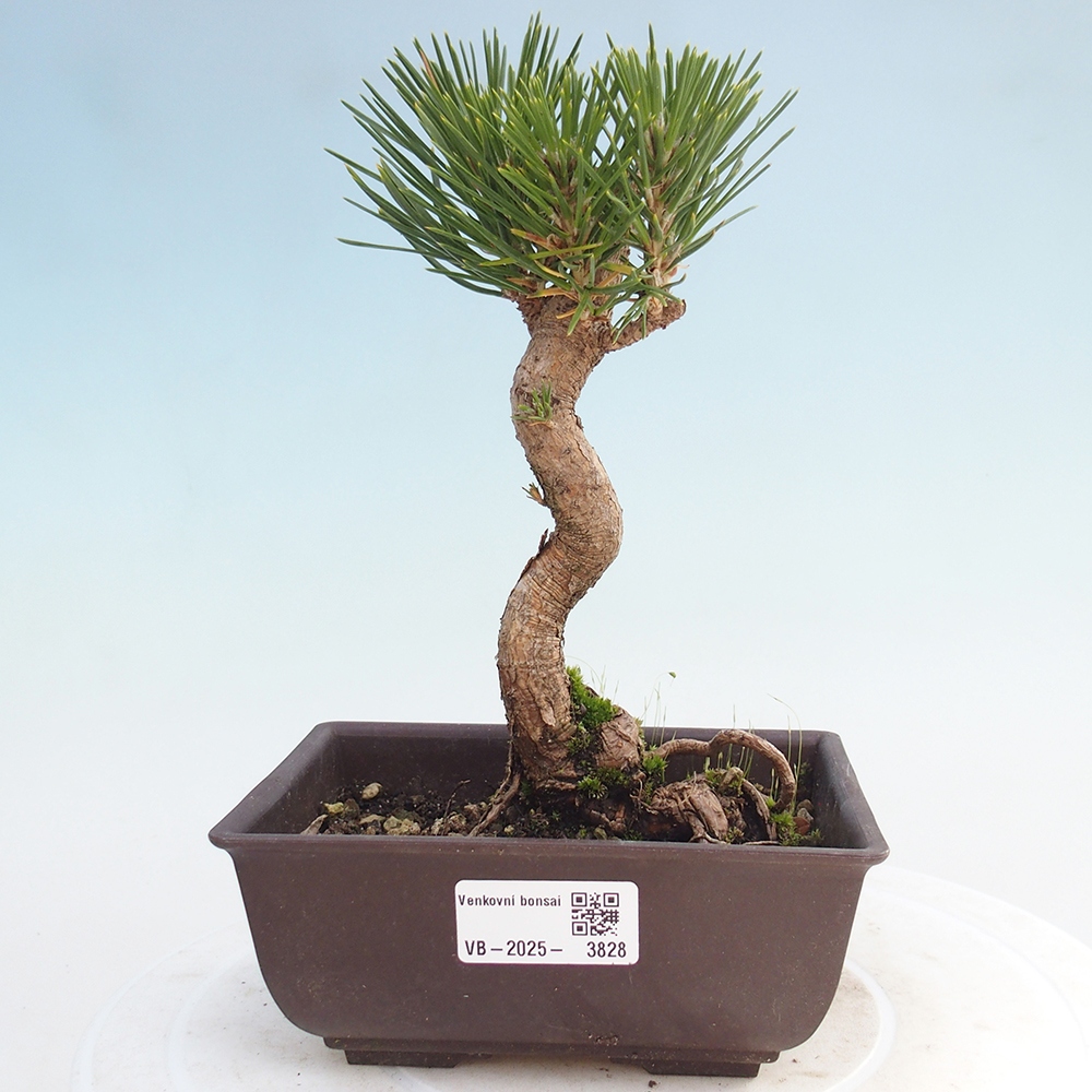 Venkovní bonsai - Pinus thunbergii - Borovice thunbergova