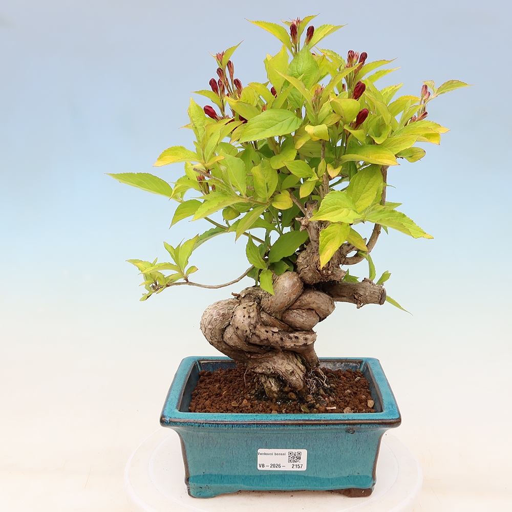 Venkovní bonsai - Weigela subsessilis - Vajgélie korejská