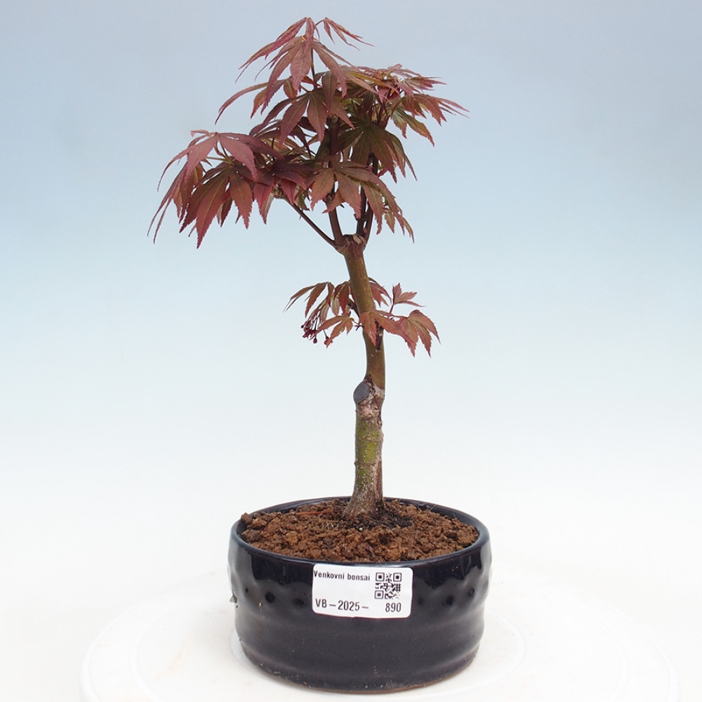 Venkovní bonsai - Acer palm. Atropurpureum-Javor dlanitolistý