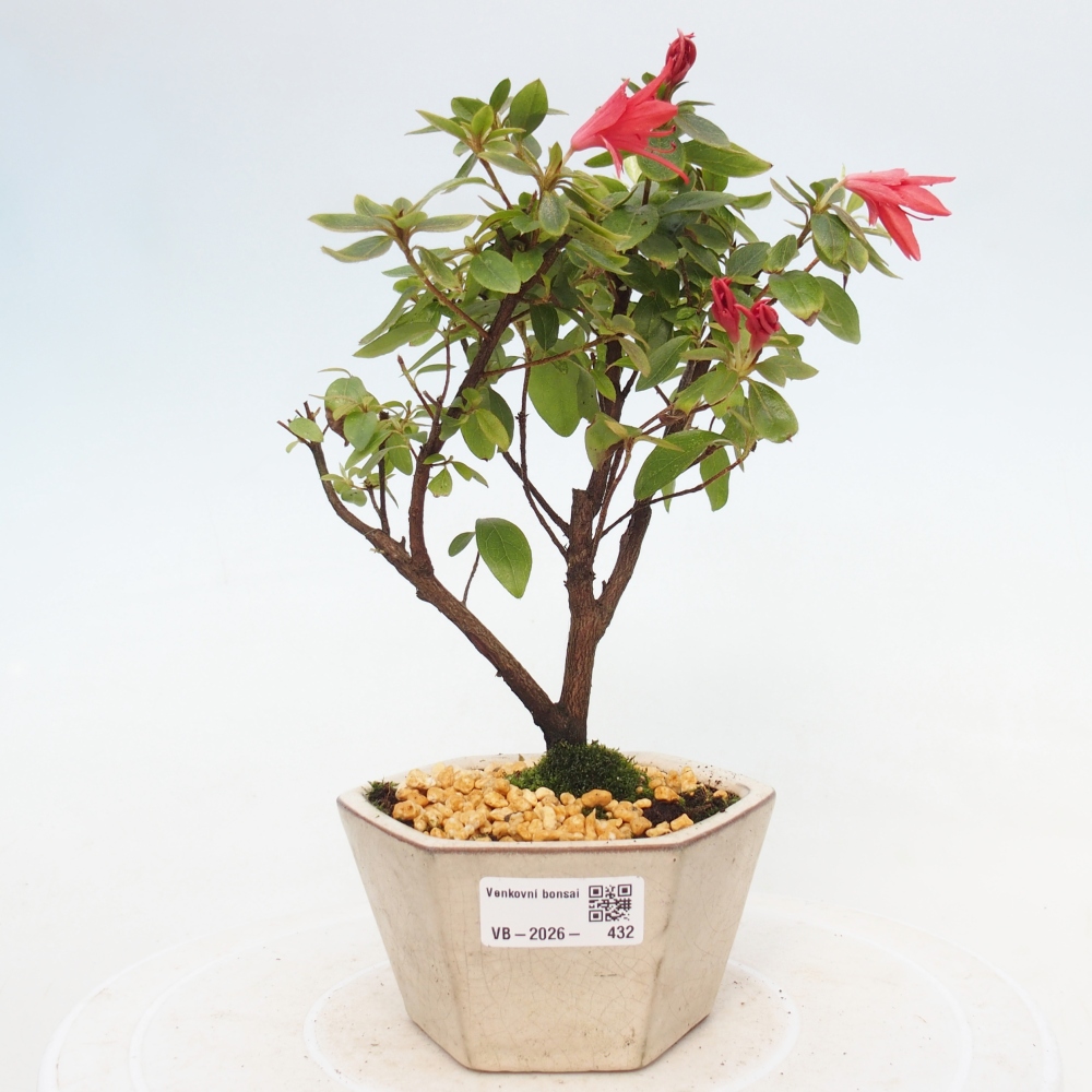 Venkovní bonsai - Japonská azalka - Azalea sp.