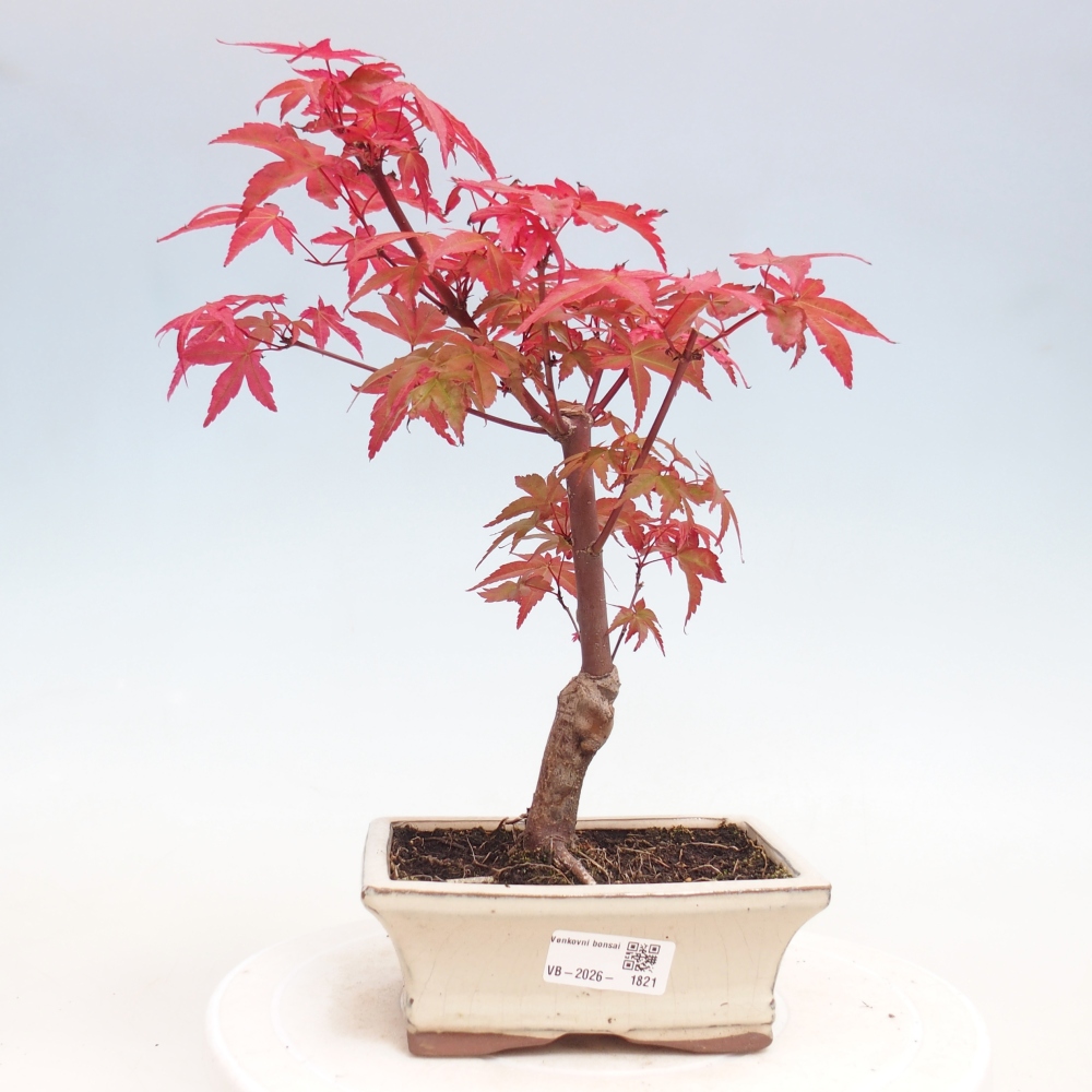 Venkovní bonsai - Javor dlanitolistý - Acer palmatum DESHOJO
