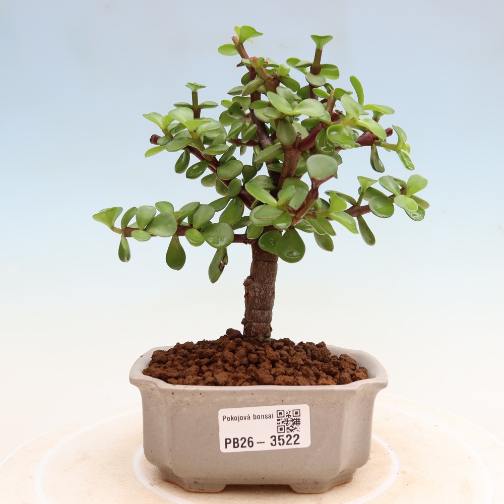 Pokojová bonsai - Portulakaria Afra - Tlustice